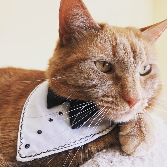 Meet your Posher, Monica - Picture 1 of 1